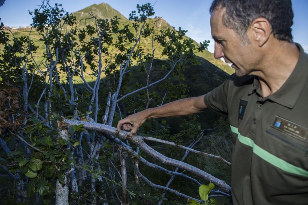 Avistamiento de osos en Somiedo