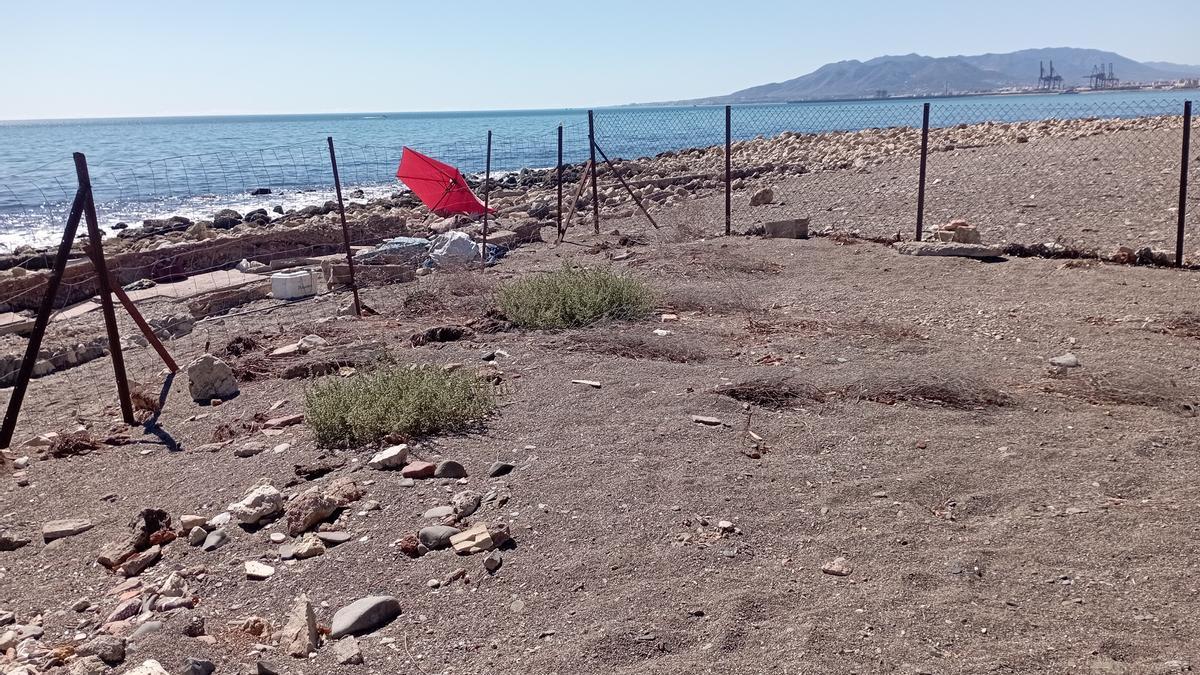 Plantación de Limonium carminis el 30 de septiembre, con un 90 por ciento menos de plantas tras tres años desprotegidas frente a los temporales.