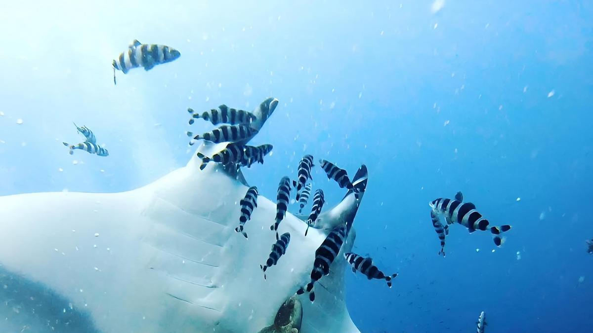 Un ejemplar de Mobula birostris, una manta gigante, la especie de raya más grande del mundo, en 2023, cerca de Cabo Tiñoso.