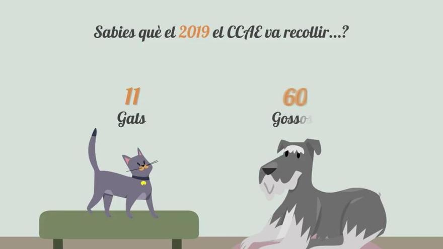 El Consell Comarcal promou aquest Nadal l'adopció d'animals de companyia