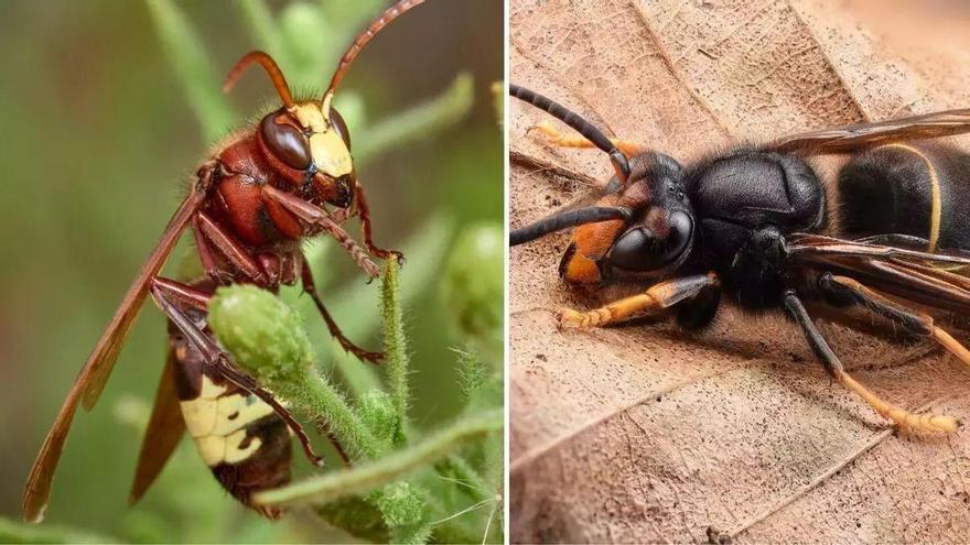 Orientalische Hornisse und Asiatische Hornisse: Leitfaden zur Unterscheidung zweier invasiver Arten, die sich in Spanien ausbreiten