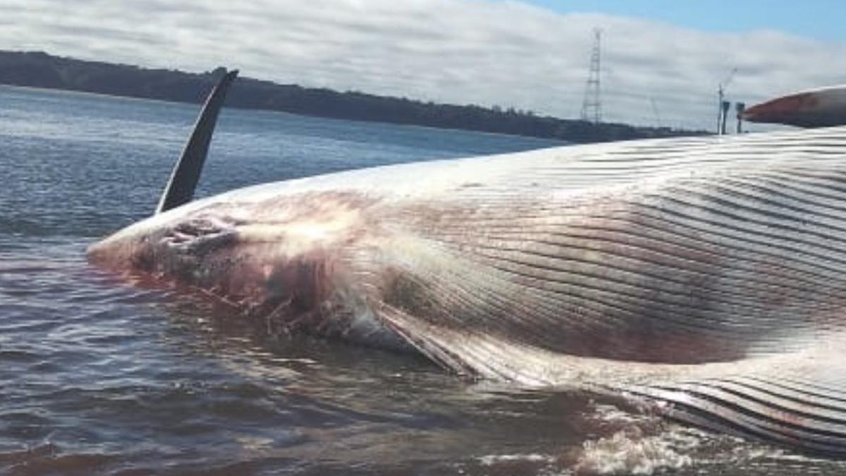 La ballena muerta en las costas de Ancud, en Chile