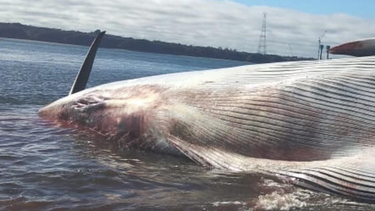 La ballena muerta en las costas de Ancud, en Chile. La ballena muerta en las costas de Ancud, en Chile.