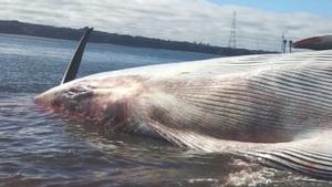 La ballena muerta en las costas de Ancud, en Chile.