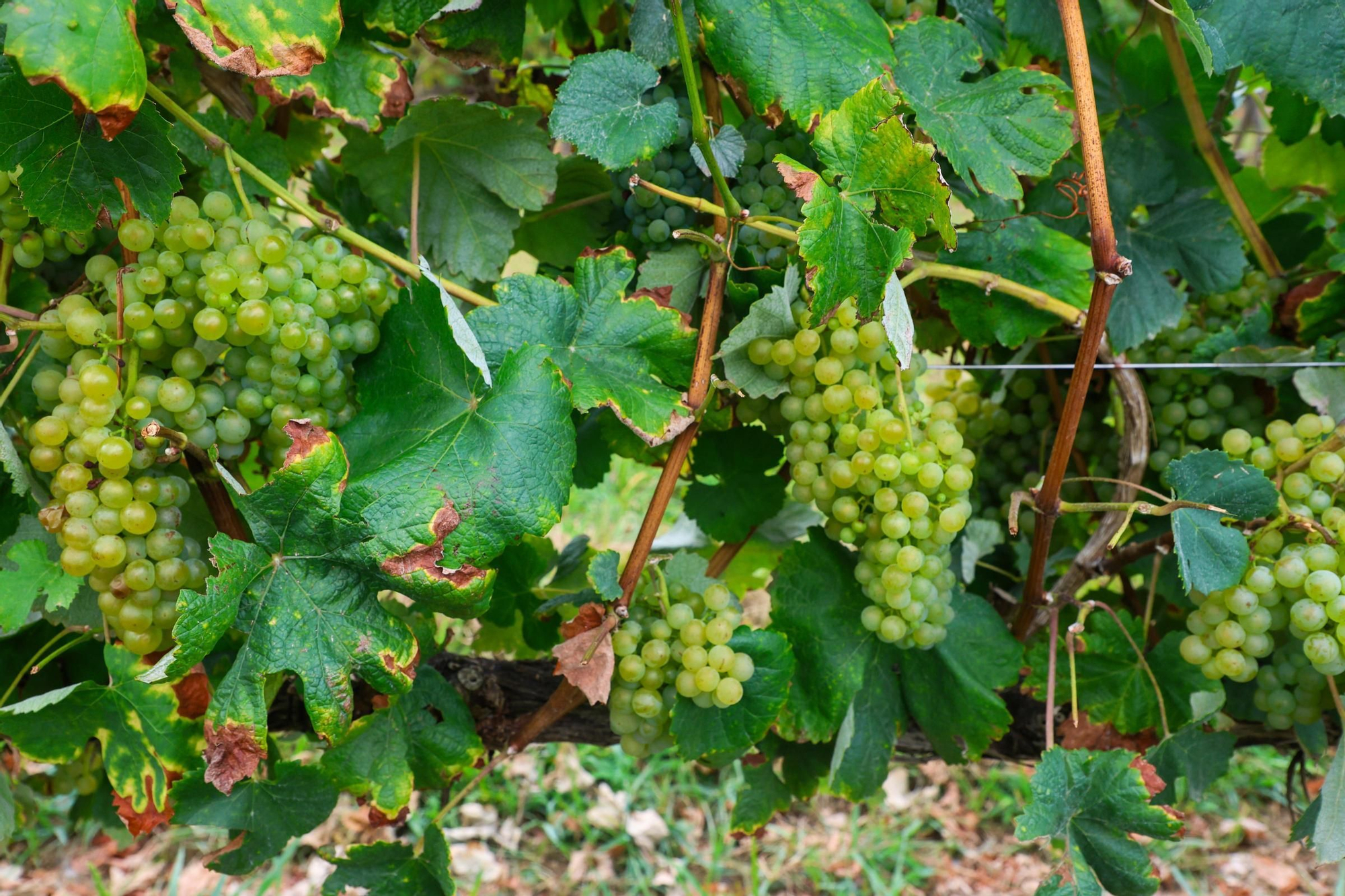 Recolección de uva para el primer espumoso de la bodega arousana Granbazán (O Salnés) en una parcela de Vedra (Ribeira do Ulla).