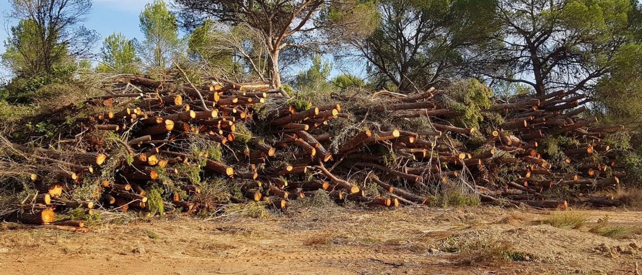 Acumulación de pinos jóvenes talados.  | LEVANTE-EMV