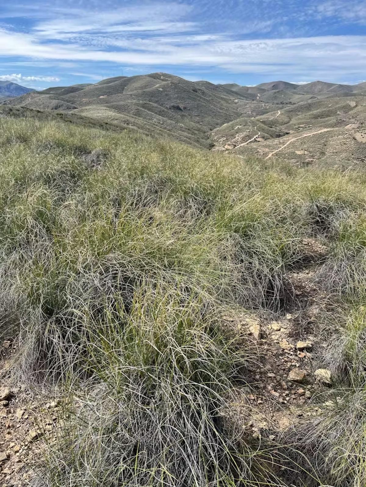 Los matorrales se siguen considerando como hábitats degradados, cuando en muchas zonas áridas son la única posibilidad real del territorio para albergar vegetación. Sus funciones ecológicas no son nada desdeñables.