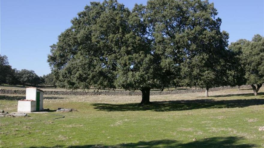 La falta de gestión de los bosques acelera la sustitución de pinos por encinas