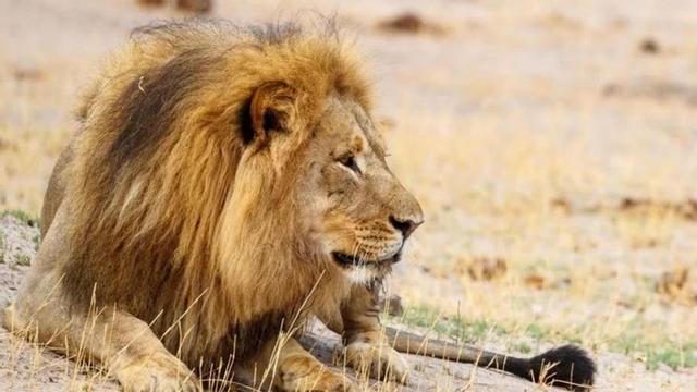 ‘Blondie’, el león asesinado.