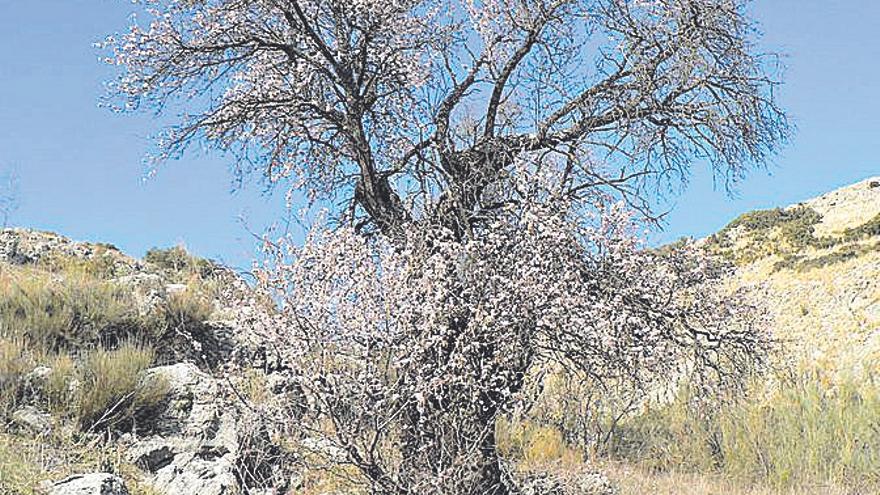 La floración del almendro