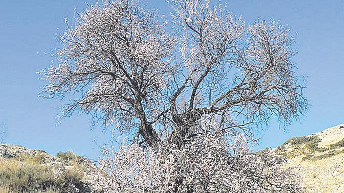 Almendro en el sendero de las Buitreras.