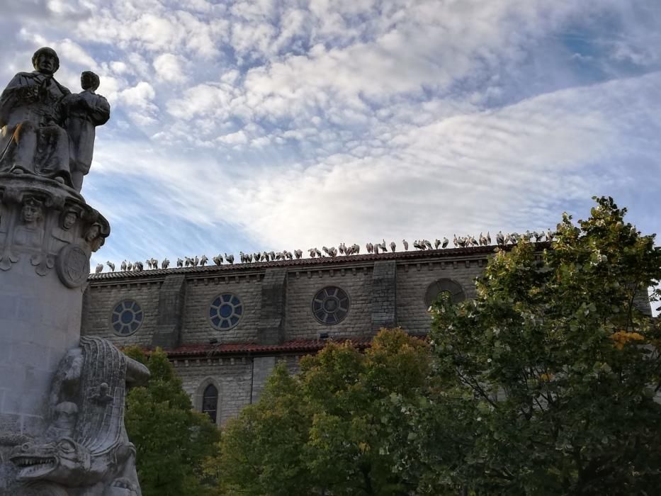 Un grup de cigonyes fa parada a Sallent