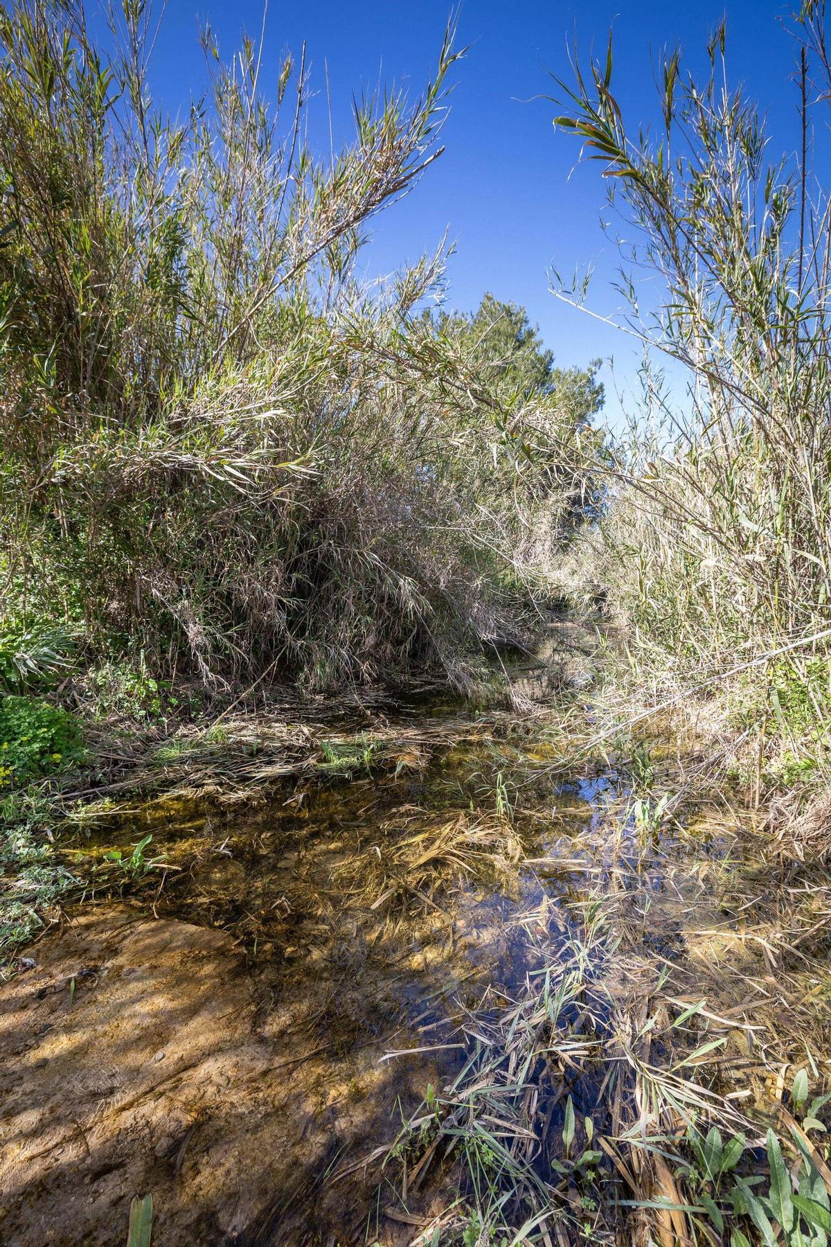 Imágenes de sa Fontassa y el río de Santa Eulària Imágenes de sa Fontassa y el río de Santa Eulària