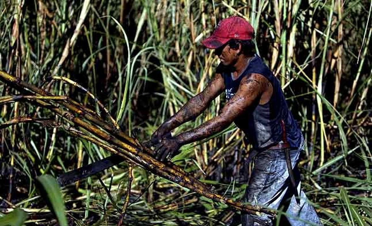 Un treballador talla canyes de sucre a La Gallina, a 62 km al sud-oest de Managua (Nicaragua).