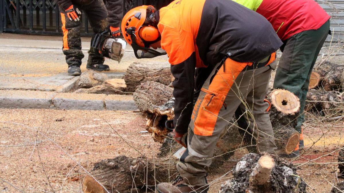 Operarios talando los troncos de los árboles en la Rambla Samà de Vilanova i la Geltrú
