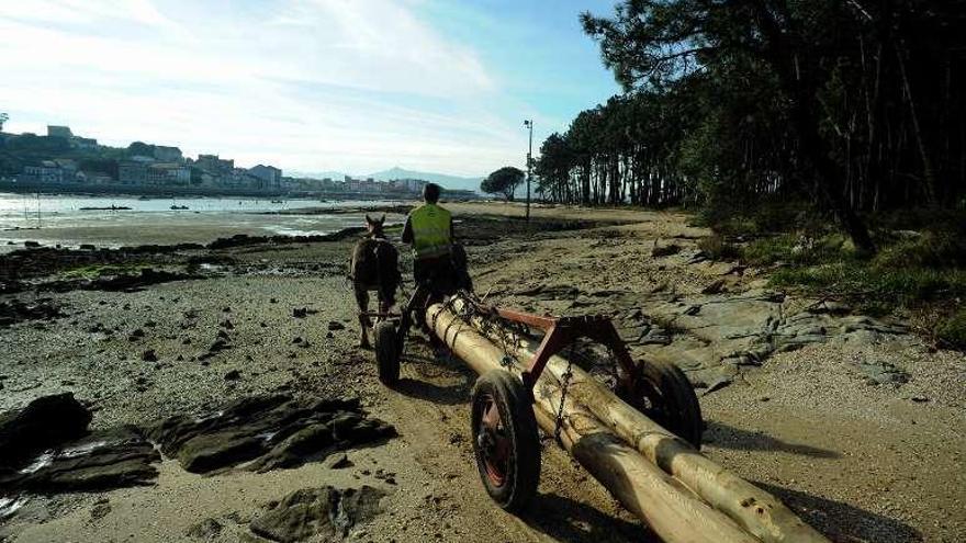 Los troncos cortados se apilan en el arenal. // Iñaki Abella