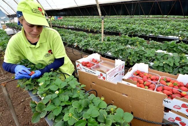 FRESAS VALSEQUILLO