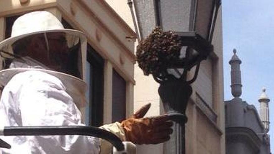 Retiran un enjambre de abejas de una farola en San Torcuato