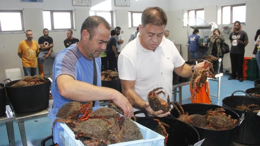 Andrés Ferreira (derecha), elige piezas de centolla, hoy en la subasta de la lonja de Cangas Santos Álvarez