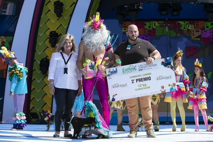 24.02.19. Las Palmas de Gran Canaria. Carnaval 2019. Concurso Carnaval Canino 2019. Noé Perera Santiago, presenta a Thara, con la fantasía "La perla de Brasil". Foto Quique Curbelo