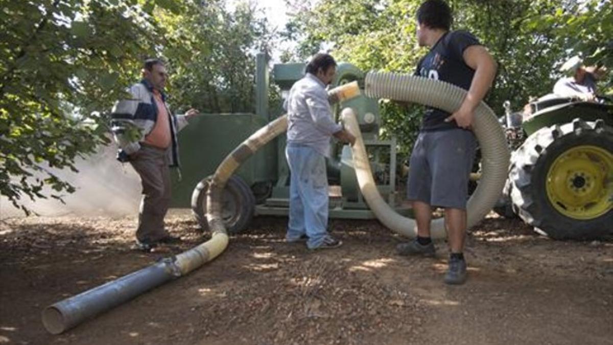 La familia Español hace preparativos para recoger avellanas, en el Morell.