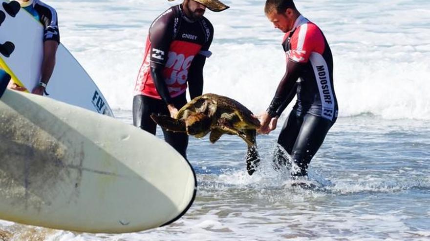 Rescate de una tortuga en La Cícer