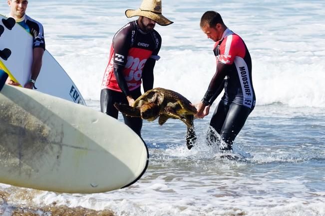 Rescate de una tortuga en La Cícer