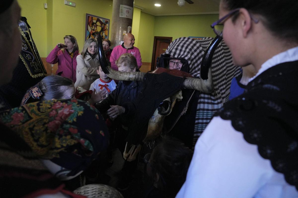 Pereruela rescata del olvido a su Vaca Antrueja por segunda vez Pereruela rescata del olvido a su Vaca Antrueja por segunda vez