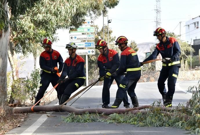 04/02/2020 EL PAJAR. MOGÁN. Caé una rama en la carretera de El Pajar por el viento.   Fotógrafa: YAIZA SOCORRO.  | 04/02/2020 | Fotógrafo: Yaiza Socorro