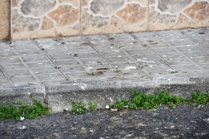 Casa abandonada llena de palomas en Ingenio