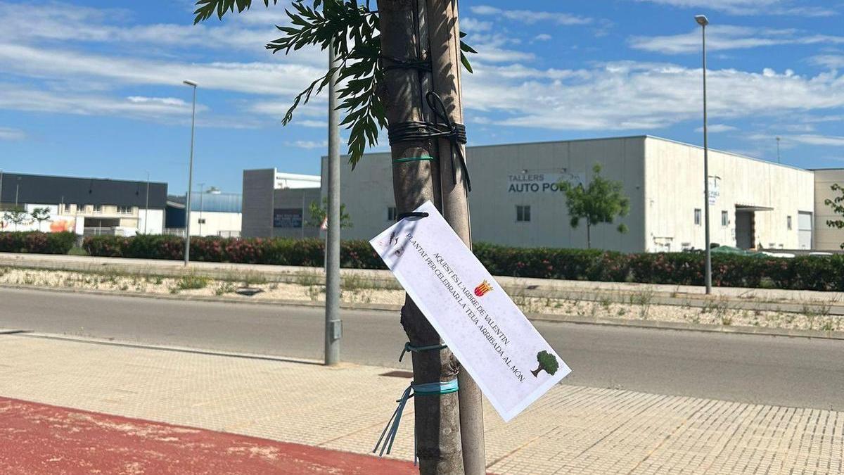 Uno de los árboles plantados.