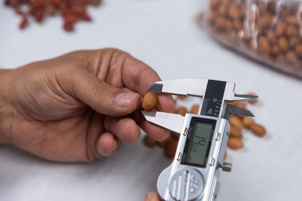 Prueba de calibre del 'cacau del collaret' en el laboratorio del COMAV-UPV.