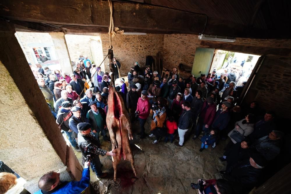 Donsión celebra por todo lo alto su Matanza Tradicional do Porco