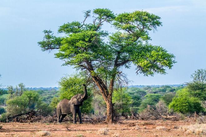 SUDÁFRICA. La meca de los safaris de lujo