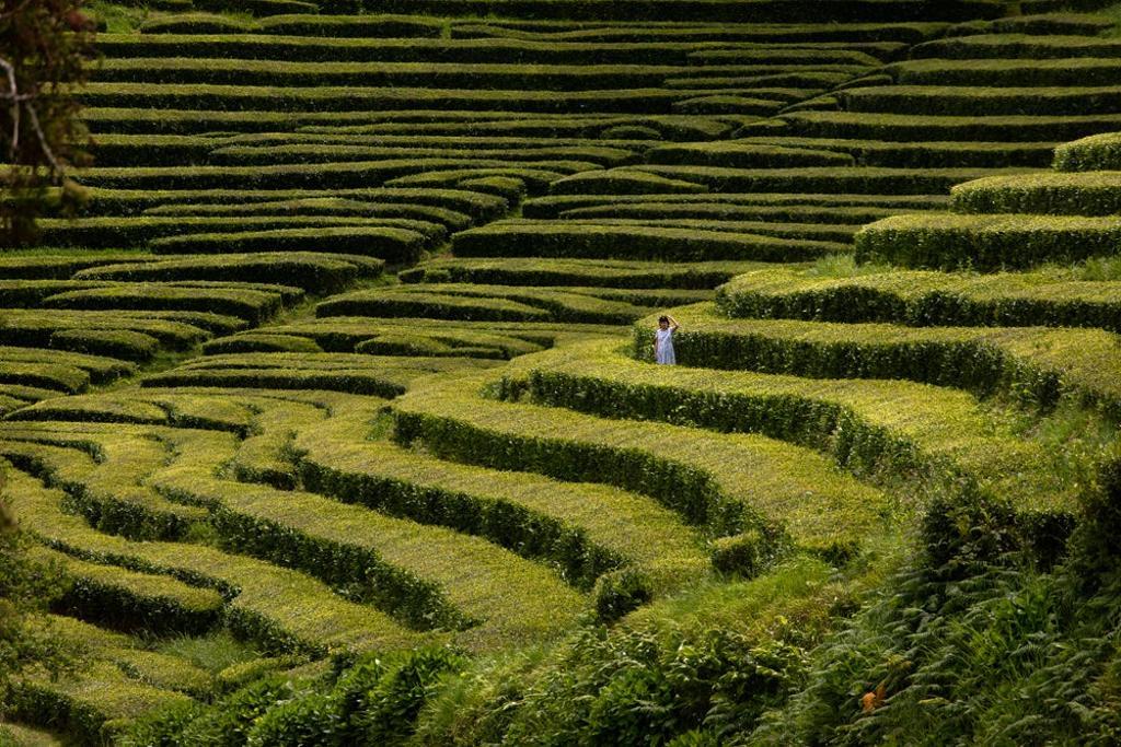 Campos de té Azores