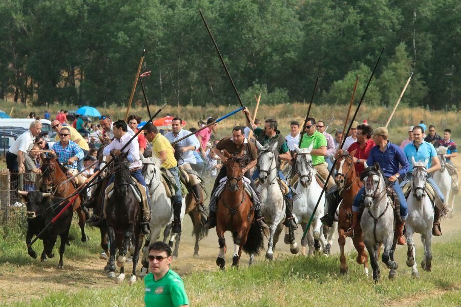 Toros bravos en Vadillo de la Guareña