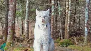 VIDEO: Así ‘posa’ un lince ante la cámara que lo espía