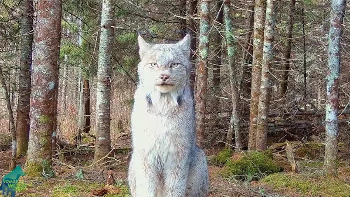 Fotograma del video grabado al lince canadiense en EEUU