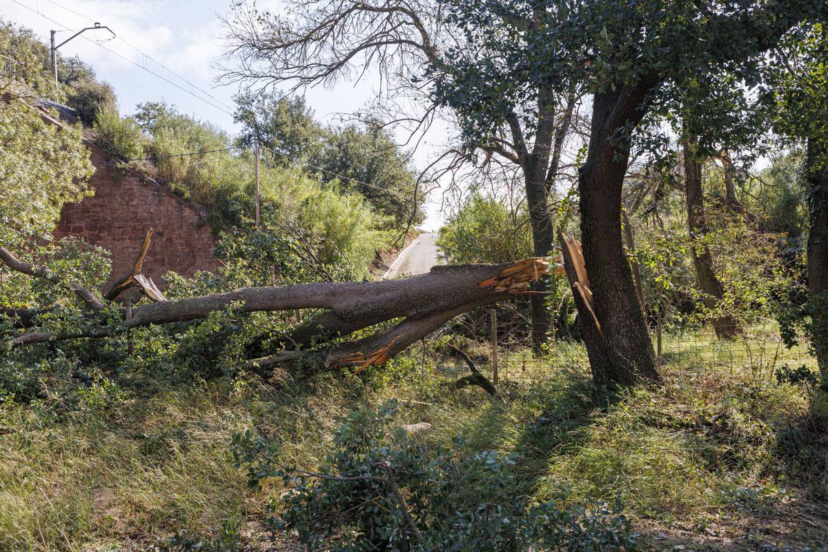 La pedra provoca afectacions en les vinyes al celler Collbaix