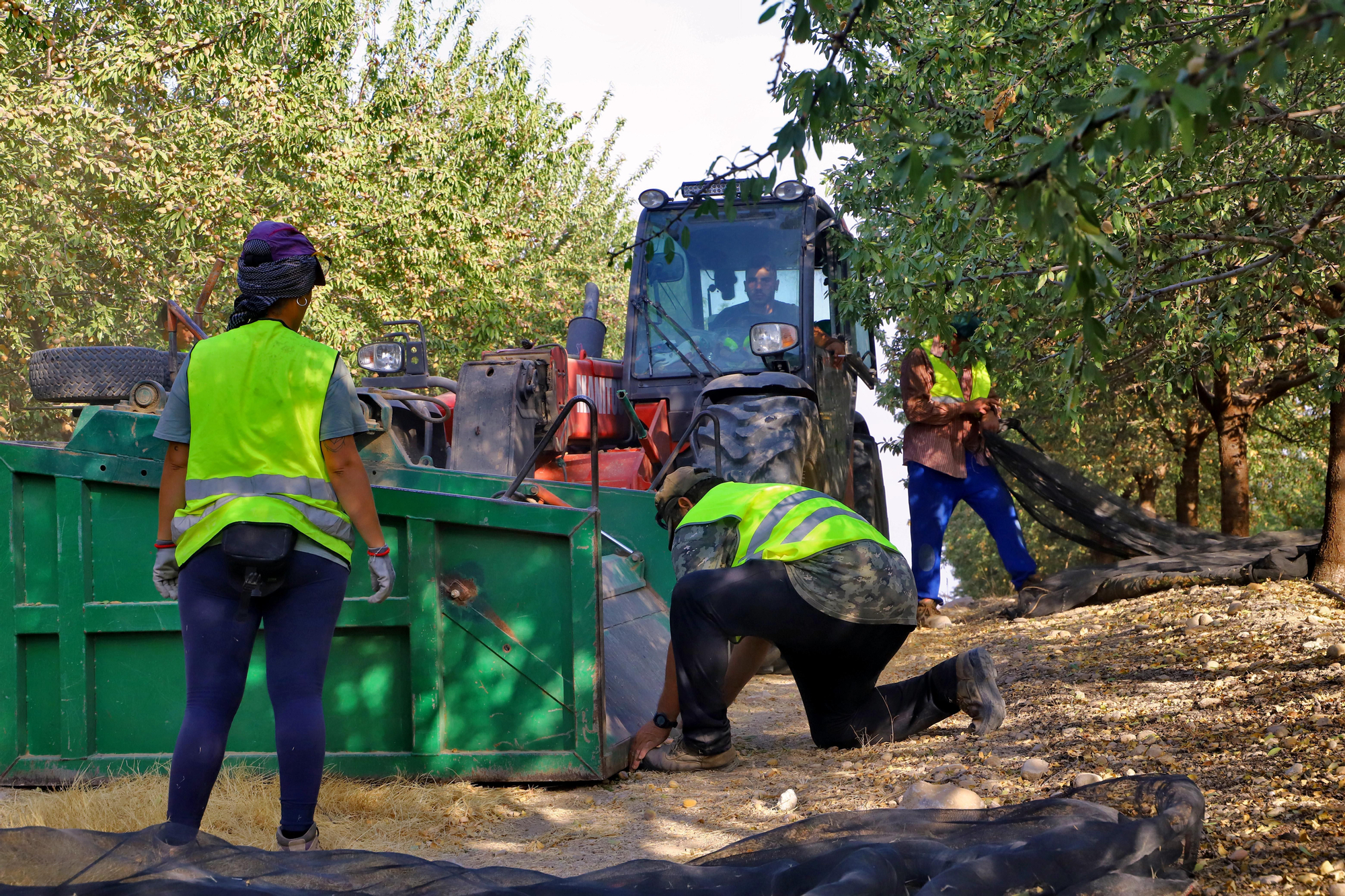 Comienza la recogida de la almendra en Córdoba