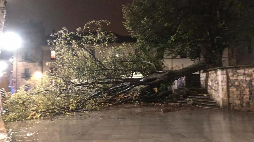El viento arranca un gran árbol ubicado junto la iglesia de San Nicolás de Bari
