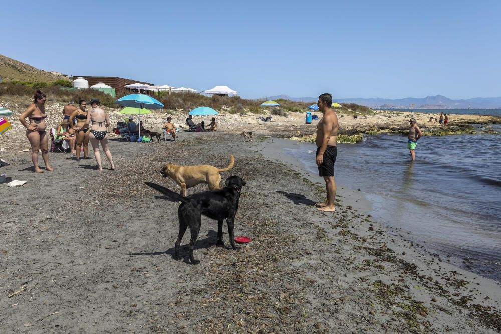 Chiringuito y cala de perros de Santa Pola