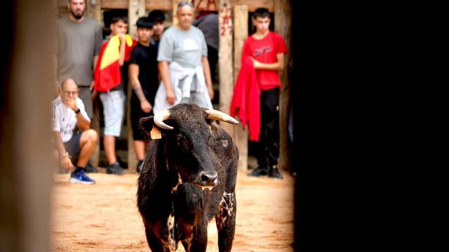 GALERÍA | Fermoselle se luce en la sobremesa tras el encierro
