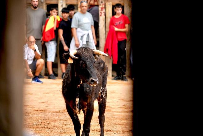 GALERÍA | Fermoselle se luce en la sobremesa tras el encierro