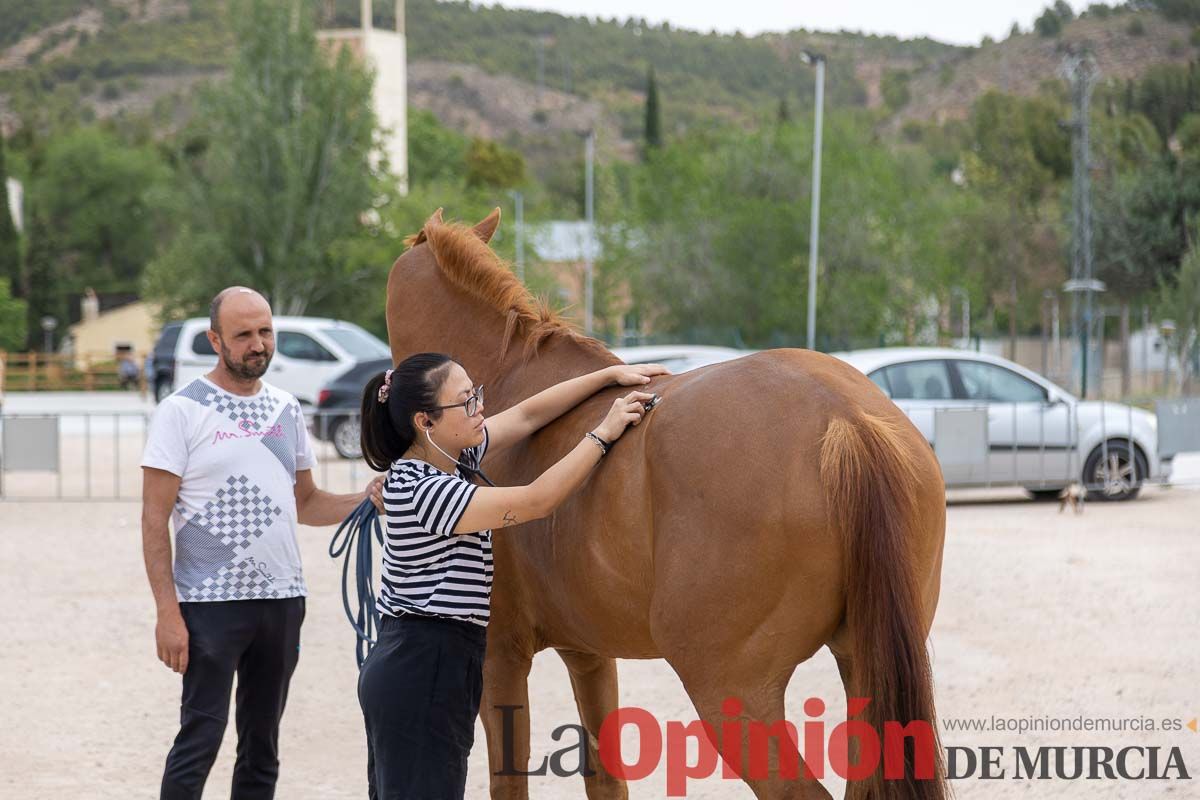 Control veterinario de los Caballos del Vino en Caravaca