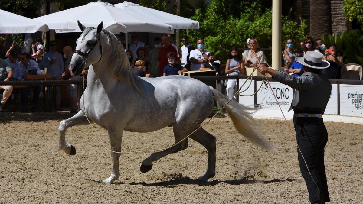 Uno de los ejemplares participantes en el concurso morfológico nacional Ciudad de Córdoba.