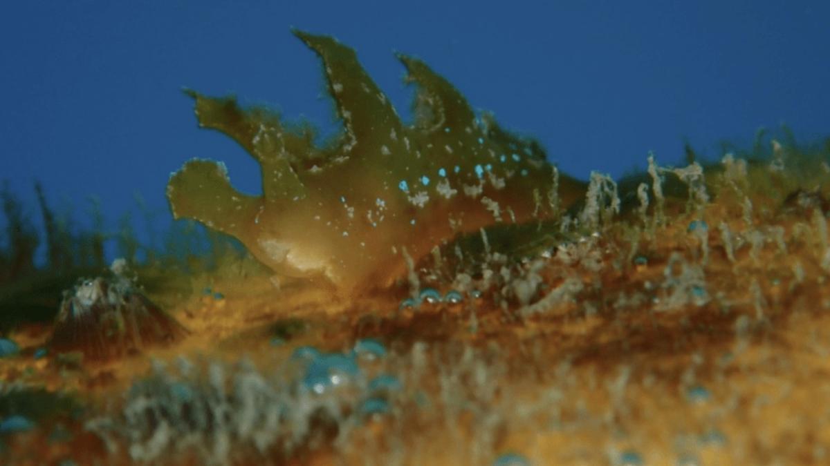 L'espècie Scyllaea pelagica és típica de mars tropicals i subtropicals com el Carib i el golf de Mèxic