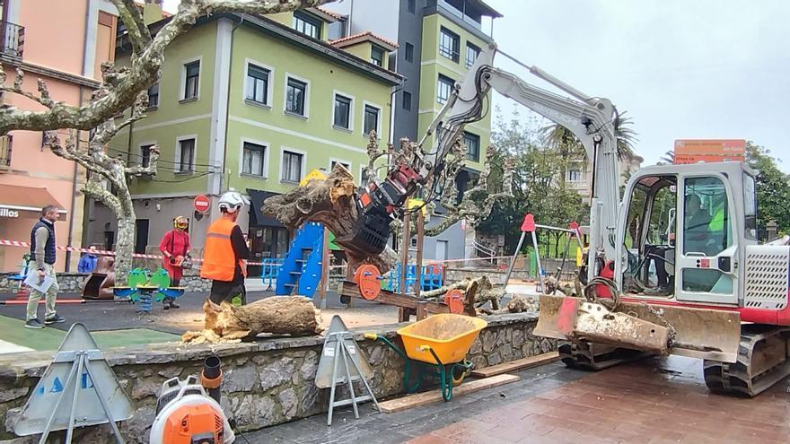 Ribadesella retira los árboles enfermos del parque de La Atalaya