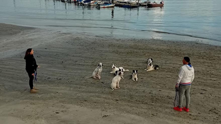 Perros en blanco y negro