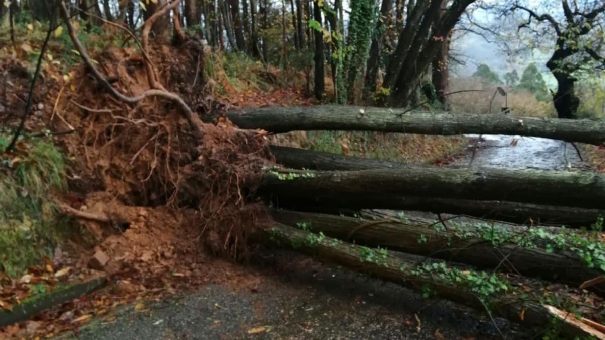 La caída de un árbol incomunica Violeo | LNE